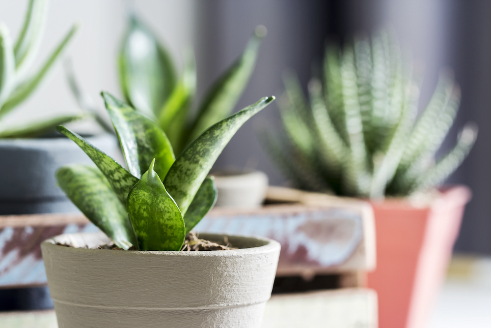 Potted house plants in a row