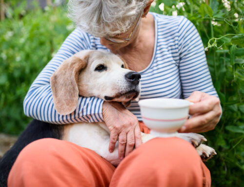 Considering Getting a Pet as a Senior? 4 Reasons Why You Should!