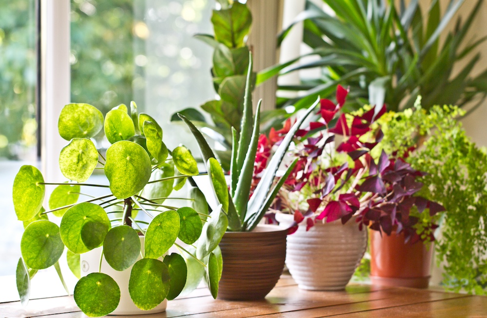 An arrangement of indoor plants sitting in front of a window